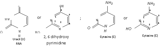 2383_composition of nucleic acid.png